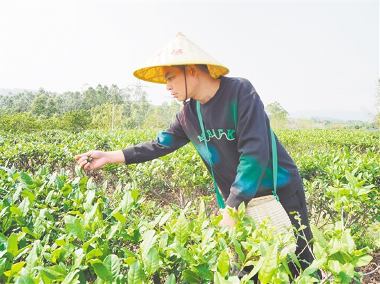 莫華振在茶園里采摘春茶，經過數年培育，今年茶園迎來豐收。