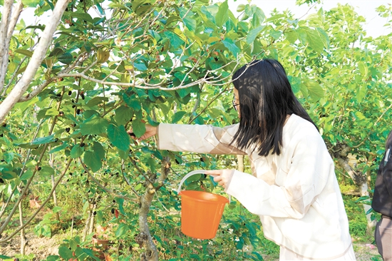 游客在采摘桑葚。
