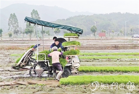 試驗基地在開展鹽堿地改造、耐鹽堿水稻試驗的同時，帶動周邊農戶參與，讓村民實現(xiàn)“家門口”就業(yè)。
