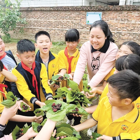 在古勞鎮(zhèn)連南小學(xué)“樂桑園”勞動實踐基地，學(xué)生們分工合作采摘桑葚。