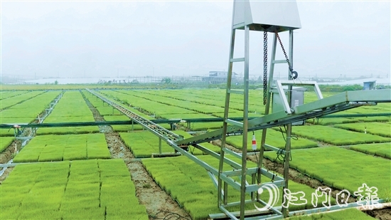 三江鎮(zhèn)利香農(nóng)場投資引進自動化水稻育秧設備。