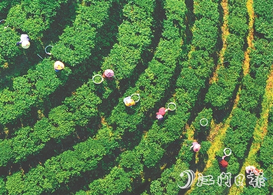 正值春茶采摘期，在黃亞山茶業(yè)的茶場里，茶農(nóng)們正在采摘茶葉。