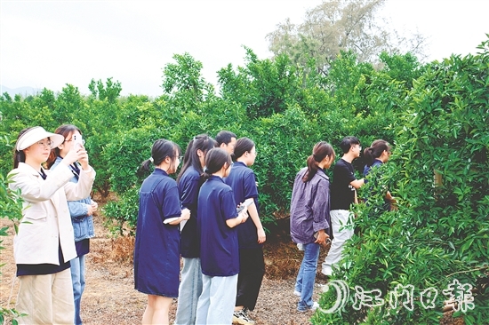 港澳學(xué)子們在沙湖鎮(zhèn)和平村的茶枝柑種植基地深入了解恩平茶枝柑產(chǎn)業(yè)的發(fā)展現(xiàn)狀。