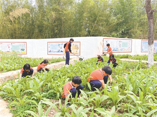在大田鎮(zhèn)中心小學(xué)的種子園，師生們一起除草、澆水、采摘蔬菜，忙得不亦樂乎。