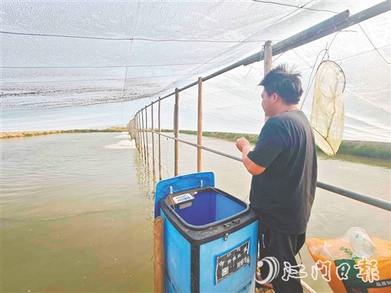 黃劍秋使用自動投料機(jī)喂蝦，觀察對蝦生長情況。