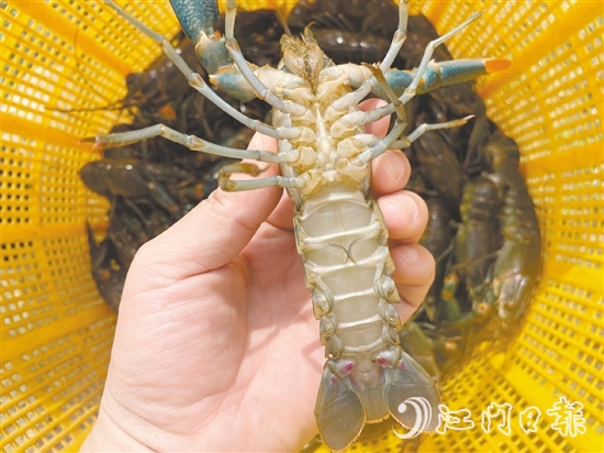 澳洲藍(lán)龍蝦品質(zhì)優(yōu)、價格高。