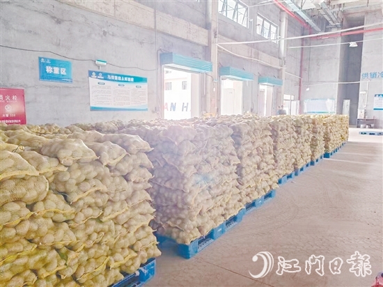 得益于廣東供銷（恩平）天業(yè)冷鏈物流產(chǎn)業(yè)園，已收獲的馬鈴薯得到較好的存放，還可以根據(jù)市場變化錯峰出售，爭取更好的價格。
