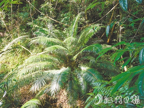 七星坑保護(hù)區(qū)內(nèi)首次發(fā)現(xiàn)國家一級保護(hù)植物——仙湖蘇鐵。