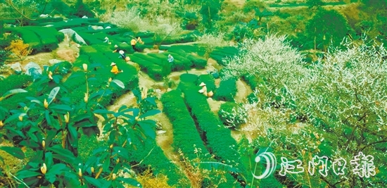 大沙鎮(zhèn)得天獨(dú)厚的自然環(huán)境孕育了品質(zhì)優(yōu)異的大沙茶。