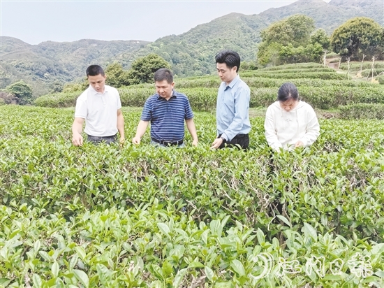 大沙鎮(zhèn)人大主動開展采茶工招聘宣傳工作，為群眾提供就近務(wù)工機(jī)會。