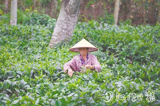 清晨，采茶工在茶山上采摘今年的新茶。
