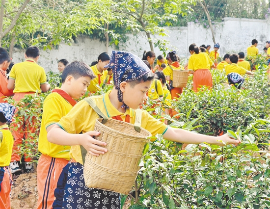 學(xué)生們手持竹簍，穿梭于翠綠茶壟間，嚴(yán)格按照“一芽一葉”的標(biāo)準(zhǔn)采摘茶青。