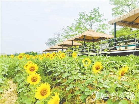行走在西坑村，綠樹成蔭、鮮花盛開、空氣清新，一幅生態(tài)宜居的美麗鄉(xiāng)村畫卷徐徐展開。