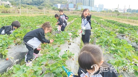 每逢周末，不少孩子來到臺(tái)城街道桂水村的小鮮農(nóng)場體驗(yàn)采摘果蔬的樂趣。