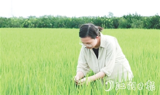 王蒙主要負(fù)責(zé)水稻、玉米的新品種選育、比較試驗(yàn)及示范推廣工作。