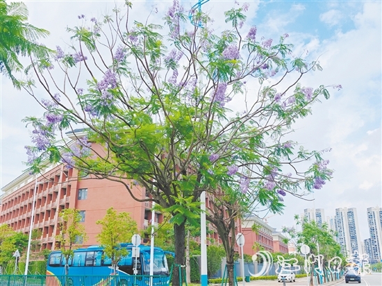 藍(lán)紫色的花朵如夢(mèng)如幻。