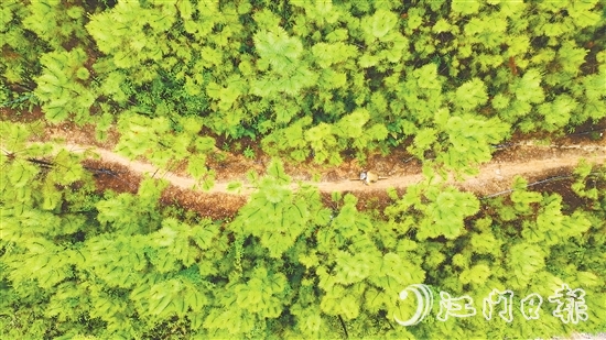 選手們騎行在山林間，和恩平美麗自然風光融為一體。