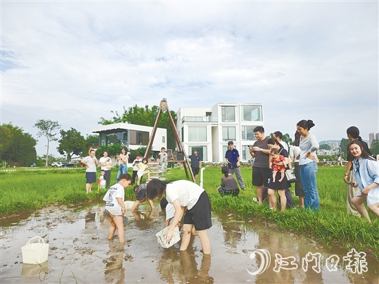 近段時(shí)間，不少外地游客專門到恩平市簕菜文化創(chuàng)意園參與農(nóng)耕活動(dòng)。