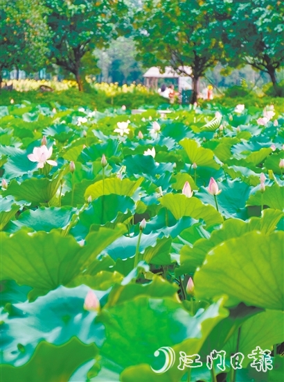 江海都市農(nóng)業(yè)生態(tài)園荷花悄然綻放，預(yù)計(jì)端午前后進(jìn)入盛花期。龔靜