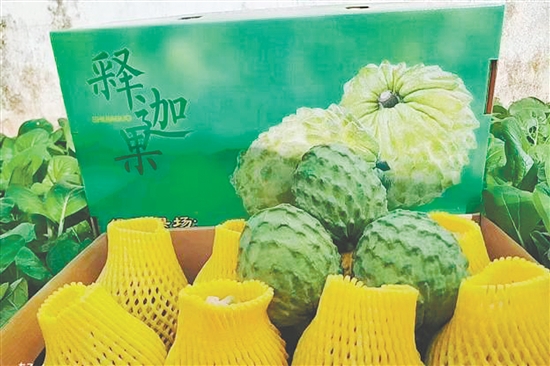 昆中村聚力發(fā)展釋迦果種植，走出“甜蜜致富路”。