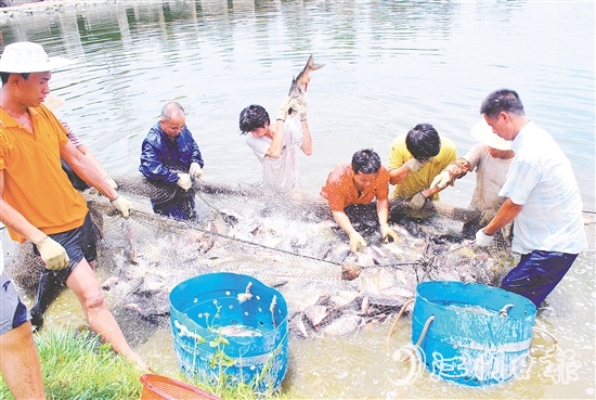 好山出好水、好水養(yǎng)好魚，恩平水資源豐富，水質(zhì)優(yōu)良，適合發(fā)展水產(chǎn)養(yǎng)殖。