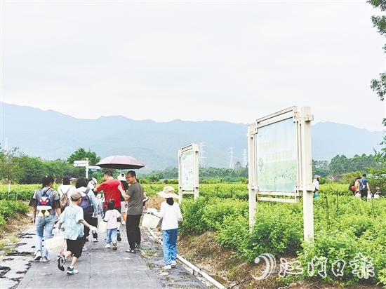 恩平市簕菜文化創(chuàng)意園打造集文旅、飲食、研學(xué)、農(nóng)耕等于一體的旅游綜合體。