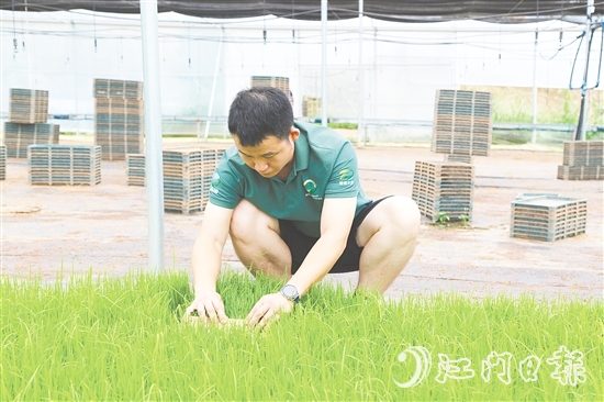 育秧大棚里，王曉庭俯身察看秧苗長勢。