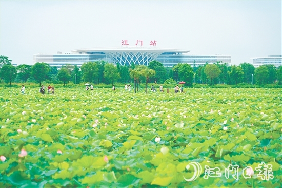 新會(huì)梅江農(nóng)業(yè)生態(tài)園中荷花已綻放，將于6-7月迎來(lái)盛花期。