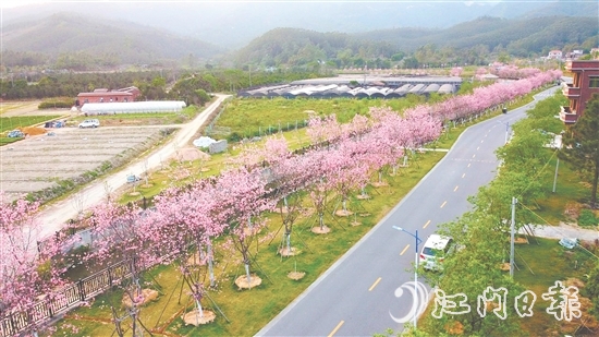 鶴山市堅(jiān)持全市“一盤棋”推進(jìn)鄉(xiāng)村綠化工作。圖為鶴城鎮(zhèn)城西村櫻花大道。