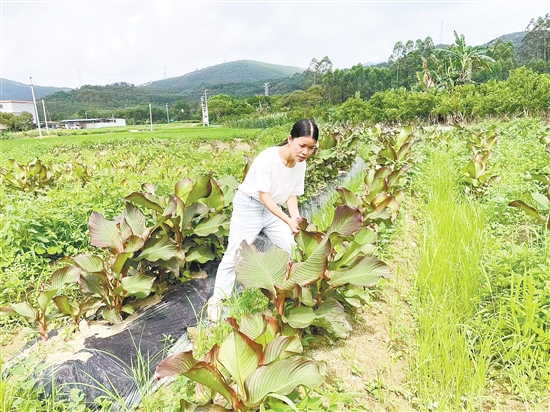 我市150多名像官利蘭這樣的第一書記，作為“生力軍”奮戰(zhàn)在“百千萬(wàn)工程”第一線。