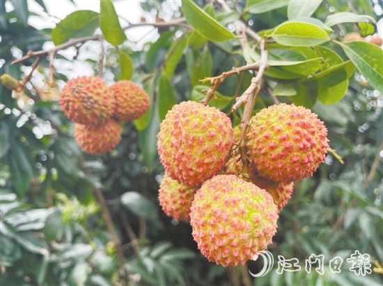 宅梧荔枝已陸續(xù)泛紅。