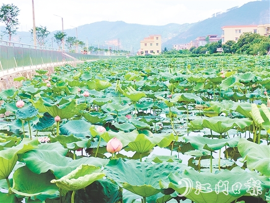 村內(nèi)新增的荷花池風(fēng)景優(yōu)美，成為村民休閑放松的好去處。