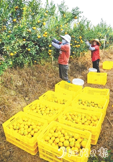 恩平壯大茶枝柑產(chǎn)業(yè)，帶動農(nóng)戶增收致富。