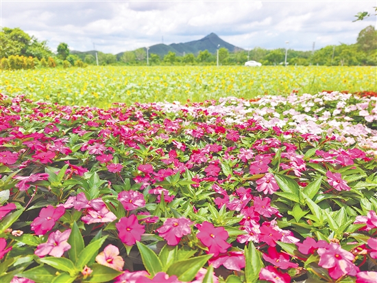 長春花、蘇丹鳳仙花等多種鮮花映襯著大片的向日葵花田，讓城西村成為一片花的海洋。