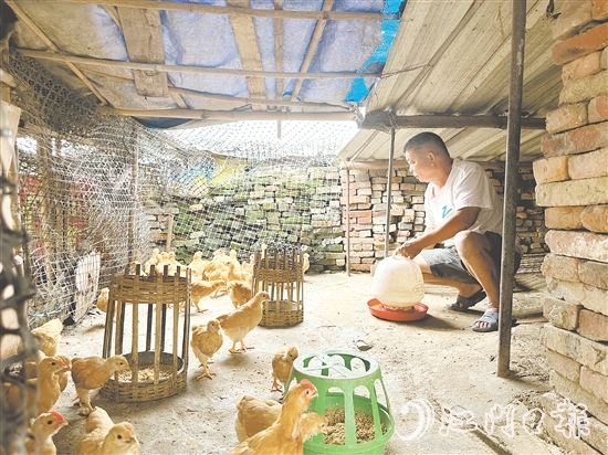 勞大叔掌握養(yǎng)雞技術(shù)后，家里的生活發(fā)生了變化。