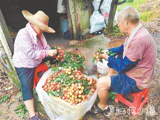 果園內(nèi)，果農(nóng)在整理剛摘下的荔枝。