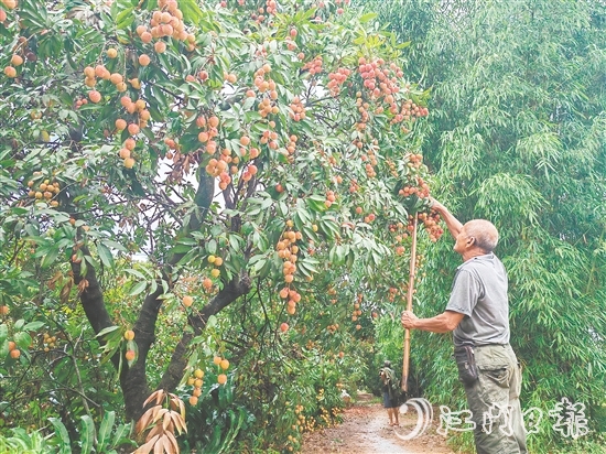 慈溪村荔枝批量上市，紅色的果實(shí)壓彎了枝頭。