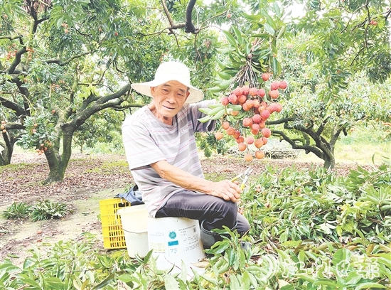 今年宅梧荔枝總產(chǎn)量預(yù)計(jì)250萬公斤，目前已陸續(xù)上市。