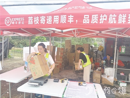 順豐、京東等快遞企業(yè)已進(jìn)駐宅梧鎮(zhèn)荷村村，助力宅梧荔枝走上全國消費(fèi)者的餐桌。