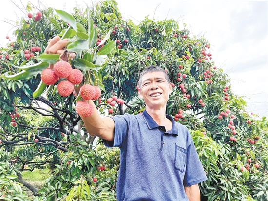 今年宅梧荔枝大豐收，總產(chǎn)量預計約250萬公斤。