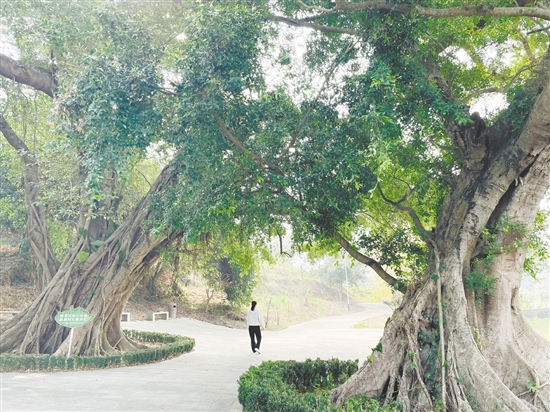 各級在藍田村投入約200萬元完成古樹公園建設(shè)、村道改造及村容村貌整治，提升古村風(fēng)貌。