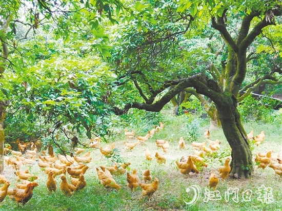 金雞鎮(zhèn)立足資源稟賦，加快推動(dòng)農(nóng)業(yè)產(chǎn)業(yè)轉(zhuǎn)型升級(jí)，通過(guò)整合鎮(zhèn)域八大類22個(gè)特色農(nóng)產(chǎn)品，打造“金雞優(yōu)品”區(qū)域品牌。