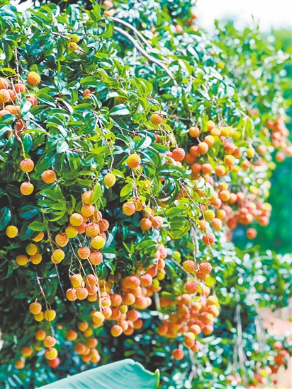 老荔枝樹(shù)掛滿了果實(shí)。