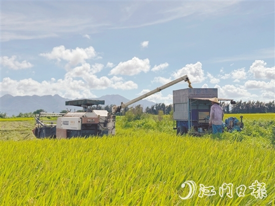 汶村鎮(zhèn)上萬畝稻田迎來豐收，大耕戶爭分奪秒搶收。