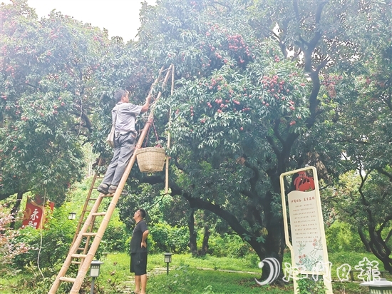 沙崗村的村民忙著摘荔枝。