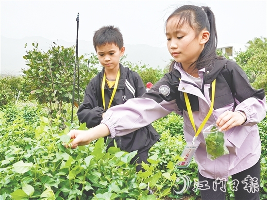 恩平簕菜富含黃酮類化合物、生物堿及多種微量元素。