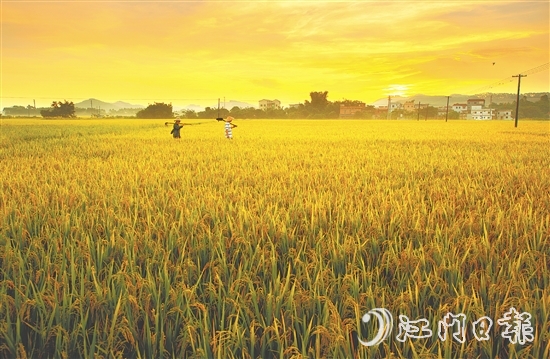恩平大米富含硒元素，這一得天獨(dú)厚的自然稟賦是區(qū)別于其他產(chǎn)區(qū)大米的核心特質(zhì)之一。