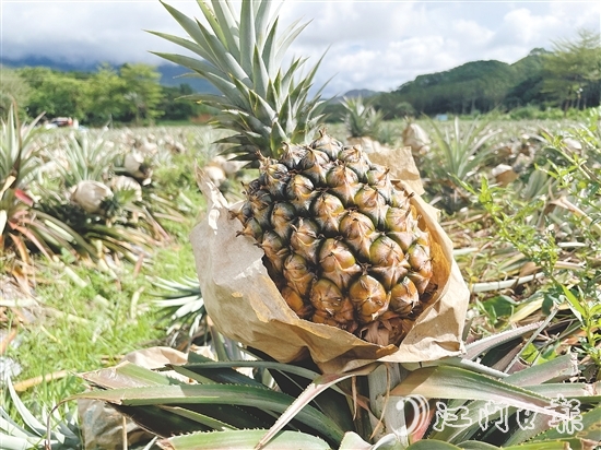 那吉鎮(zhèn)遠(yuǎn)離工業(yè)污染，山清水秀，雨水充沛，氣候溫暖，種出來的鳳梨品質(zhì)優(yōu)良。