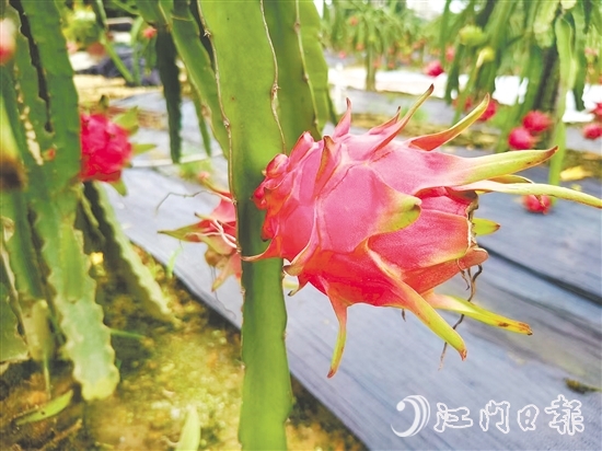 紅肉火龍果甜度高、營養(yǎng)價值豐富。