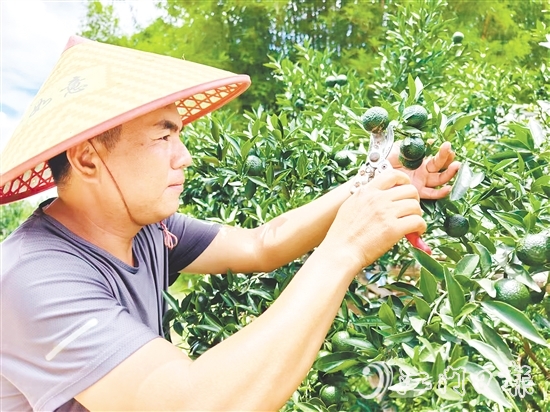 譚家武正在采摘小青柑。
